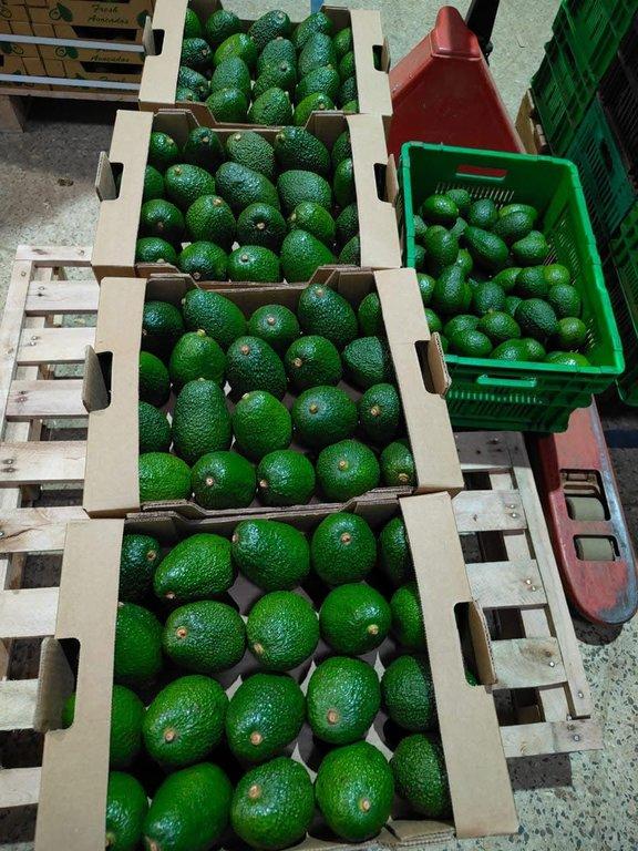 Fresh Avocado